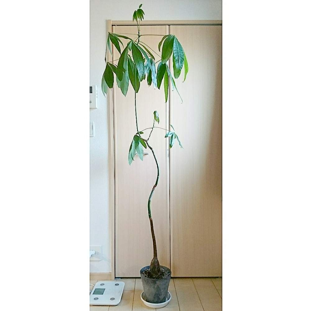 部屋の画像 by しっぽさん | 部屋とパキラと観葉植物とシンボルツリーとコーデックスと植え替えとおうち園芸とアートストーンと実生と塊根植物