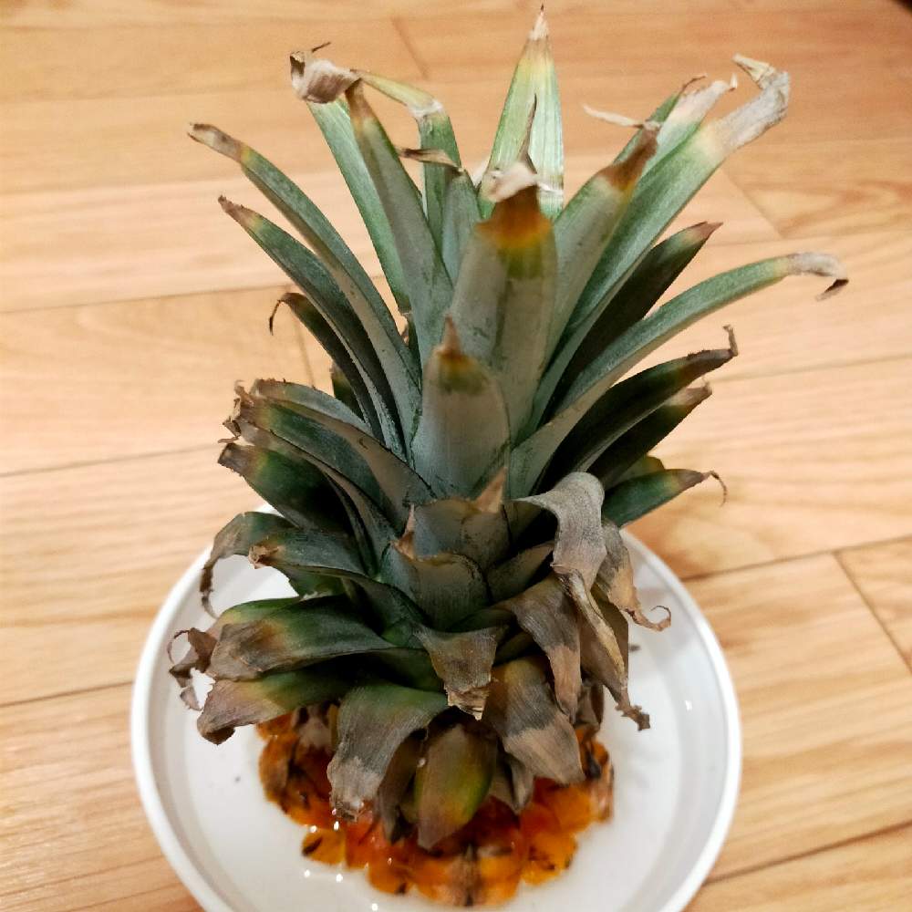部屋の画像 by 213さん | 部屋とパイナップルと台湾パイナップルと観葉植物とブロメリアとブロメリア科と植欲と植中毒と集植活動と珍奇植物と熱帯植物とベランダーと室内管理とエアプランツとエアープランツ/チランジアとバルコニストとパイナップル科