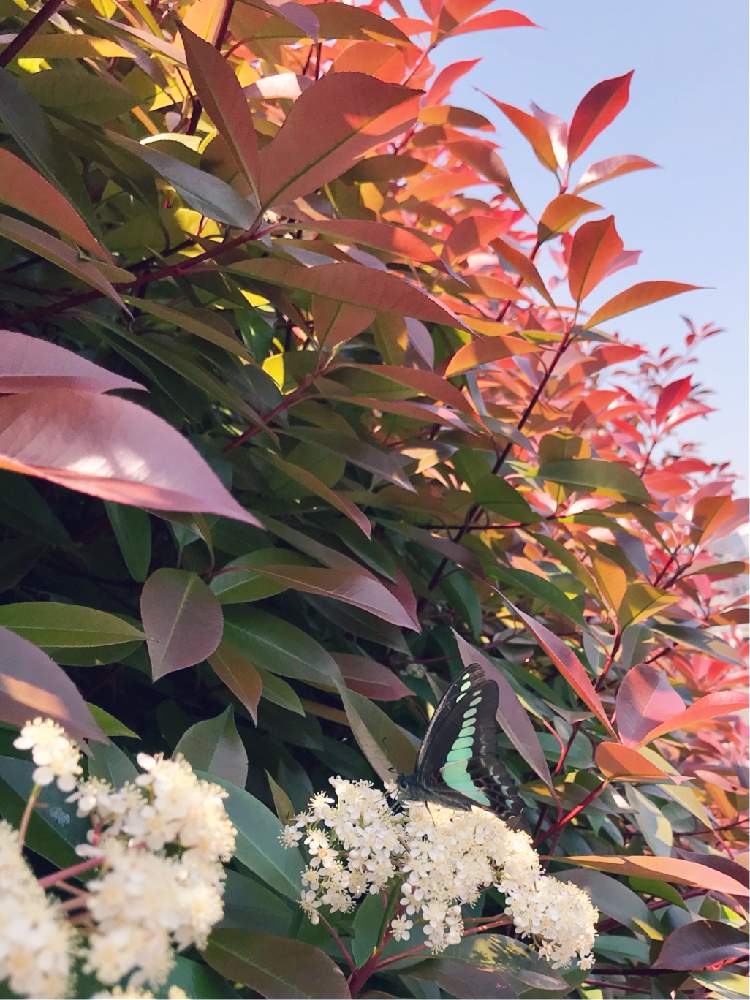 の画像 by 京紫さん | カナメモチと青空と植物❤︎と❥植物❥空模様❥コラボ❥とカナメモチ*と白い花とアオスジアゲハといやし♪と青空とiPhone撮影と昆虫と植物と昆虫シリーズと蝶と植物❤︎