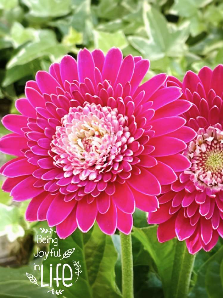 小さな庭の画像 by モカさん | 小さな庭と今日も笑顔で♡とお花大好き♡とピンクの花と癒しとhappy♡と素敵な一日を✨と ガーベラと元気よ届け♡とトキメキ❤と優しい気持ちとお庭のお花♡と今日も一日頑張ろう