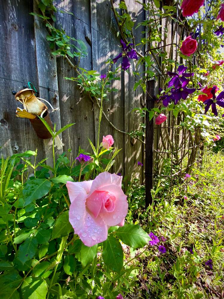 の画像 by あっこさんさん | ばら バラ 薔薇と古住居と薔薇のアーチとナチュラルガーデンと薔薇・ブライダルピンクと開花までワクワク(^O^☆♪とカエルのエルタと自慢のバラ_2021