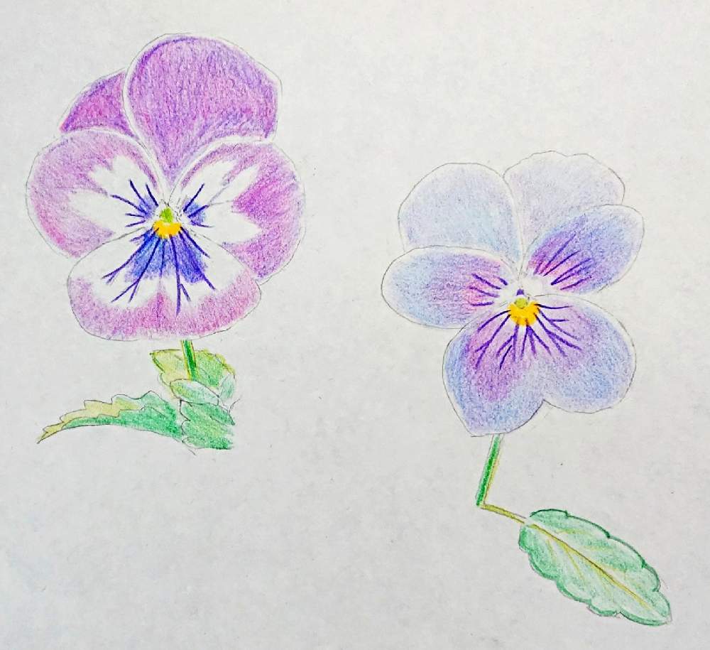 バルコニー/ベランダの画像 by maiさん | バルコニー/ベランダとパンジー・ビオラと花のある暮らしと園芸品種とおうち園芸と有毒植物