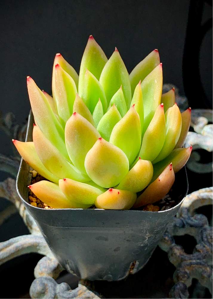 の画像 by KOHさん | アガボイデス ワックスとagavoides waxとKOH. agavoides waxとみんなで笑顔になろう♪と紅葉覚めと今を乗切るぞ!と全てに祈りを♪と葉挿し時期とコロナに負けるな!と植え替え時期と紅葉(こうよう)と多肉専門VERVEとオルトランの時期とたにおたくらぶと頑張ろう日本❣️と今日を無事に過ごす❤️ྀི