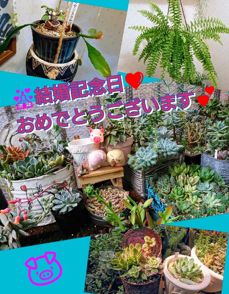 バルコニー/ベランダの画像 by のりっぺさん | バルコニー/ベランダとリプサリス ラムローサとエケベリア リラシナとエケベリア 青い渚とネフロレピス ブルーベルとアエオニウム サンバーストとレイチェルメンディ♥️エレガンスとパキフィツム 月下美人錦とエケベリア 黒爪ザラゴーサと錦いろいろ多肉さん♥️と錦チビちゃん♥️と素敵便♥️と今を乗切るぞ!とシダの癒しとK.Kさんのシダさん♥️とK.Kさん's 多肉ちゃんたち♥️とK.Kさんのお鉢♥️とシダ愛好会と多肉ちゃん初心者とそろそろ梅雨入りか(^o^;)と楽しい園芸o(^o^)oとバルコニスト