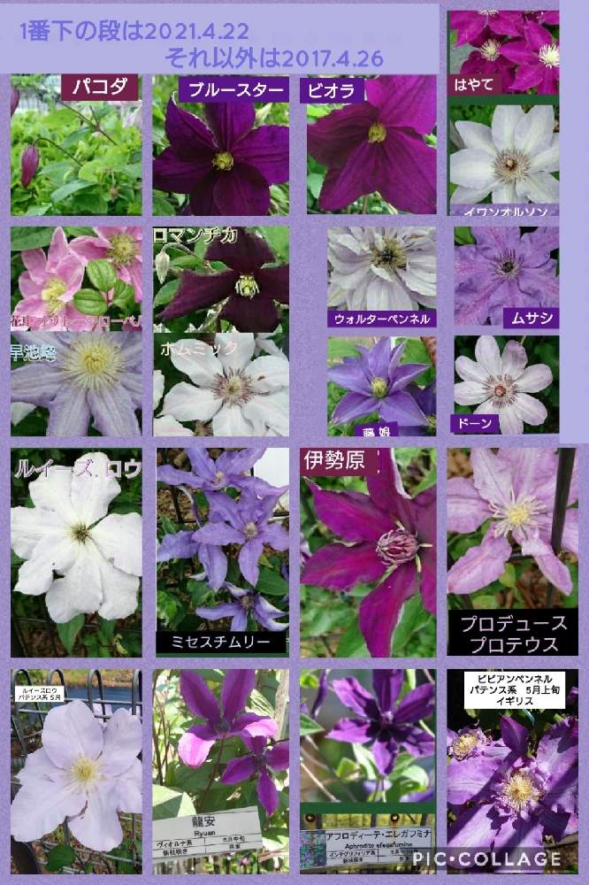 の画像 by トリトンさん | クレマチスとキュンキュン乙女倶楽部と医療・介護の皆様に感謝と相模原麻溝公園とマザーパープルといつもありがとう♡とかわいい♡と癒やされる♡とGS日和としあわせ運べるようにと青いクレマチスマニアとキュンキュン乙女倶楽部No.183と青い花マニアとチーム・ブルーとチーム・ブルーNo.009