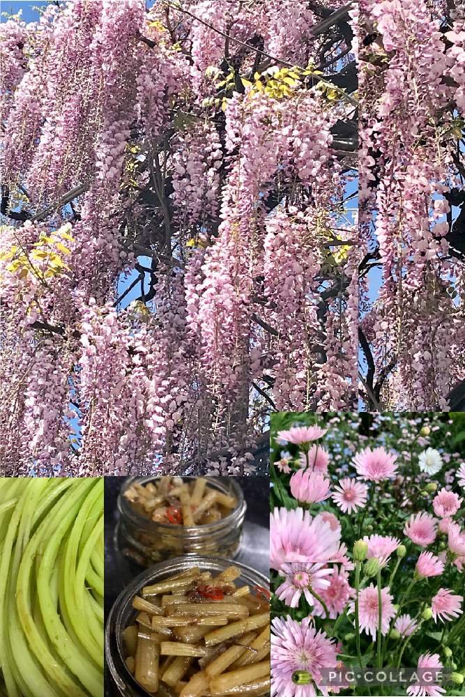 の画像 by らにいーさん | 桃色タンポポとフジの花と春の味覚