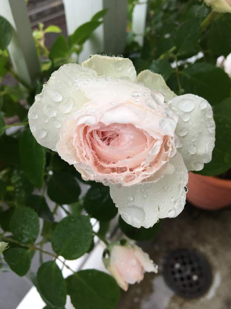 バルコニー/ベランダの画像 by 月ぽんさん | バルコニー/ベランダと薔薇とクリスティアーナとばら バラ 薔薇とベランダガーデニングとおうち園芸とバラ 鉢植えと薔薇♪