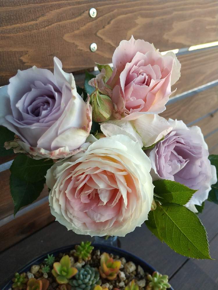 の画像 by えいきち×GARDENさん | ばら バラ 薔薇とクラリス バラとGS永ちゃん部と手作りの庭とCAT'S EYE MISSIONと薔薇の庭と庭づくりと本日撮影分とえいきち★ガーデンとラマリエとバラ ブルーミスト