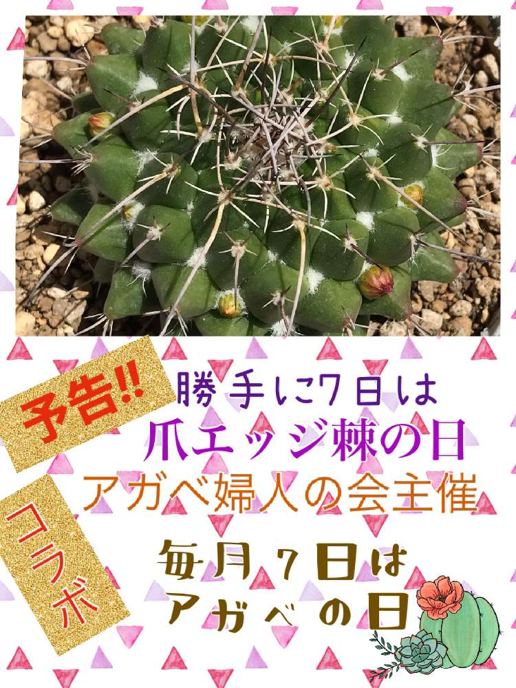 小さな庭の画像 by しあん猫さん | 小さな庭とカッコイイ‼と多肉植物初心者と多肉植物とサボテン科とアガベ婦人の会と毎月7日はアガベの日とトゲトゲ好きとサボテン好きと多肉植物のある暮らしと勝手に7日は爪エッジ棘の日と多肉沼と多肉女子と茨城タニラーと❤️いいね、ありがとうと可愛いと多肉愛が止まらないとアガベ属