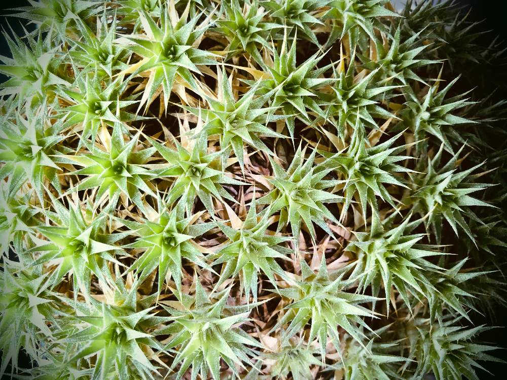 部屋の画像 by 月面旅行さん | 部屋と植物のある暮らしとブロメリア亜科とクランプとブロメリア科とおうち園芸とデウテロコニア属とビザールプランツ