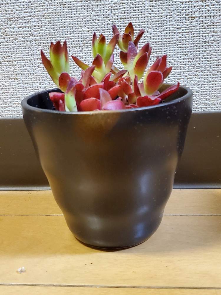 の画像 by ごろろんっ(@_@)さん | 多肉植物とカッコいいと100均とオシャレと多肉植物とサボテン