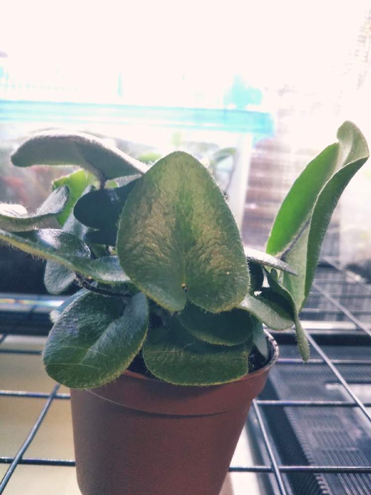 の画像 by KELO-GUさん | 観葉植物と植物のある暮らしとGS映えとひやみかち首里城!とおうち園芸と植中毒とシダはいいぞとヘミオニティス・アリフォーリアと珍奇植物とシダ愛好会とヘミオニティス属と ハートファン