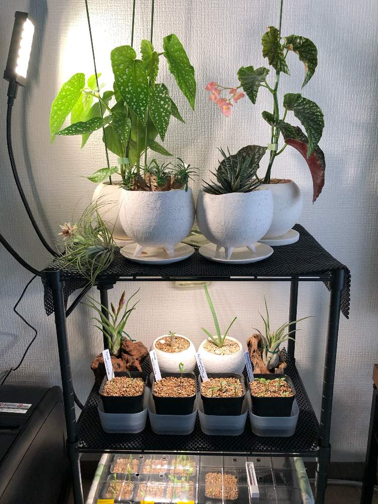 部屋の画像 by meltさん | 部屋と多肉植物とアデニウム属とパキポディウム属と 峨眉山とセンナ メリディオナリスと塊根植物と 十二の巻と珍奇植物とベゴニア☆とアロエ プリカティリスとエアープランツ/チランジアと亀甲竜。