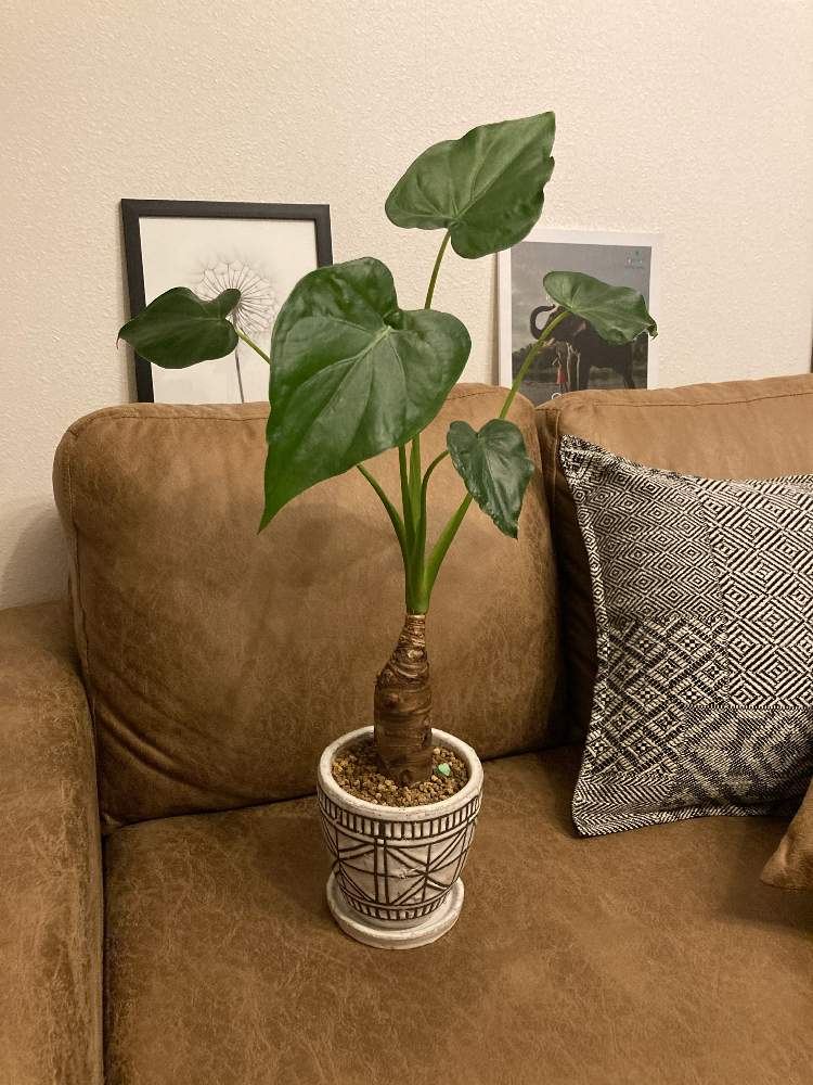 部屋の画像 by SAORIさん | 部屋とクワズイモと観葉植物とレースのカーテン越しと葉っぱと観葉植物初心者と観葉植物好きと大きくなあれと元気に育て!とリビングとリビングルームと観葉植物のある暮らしと可愛いと成長が嬉しいとリビング窓辺とインテリアグリーン