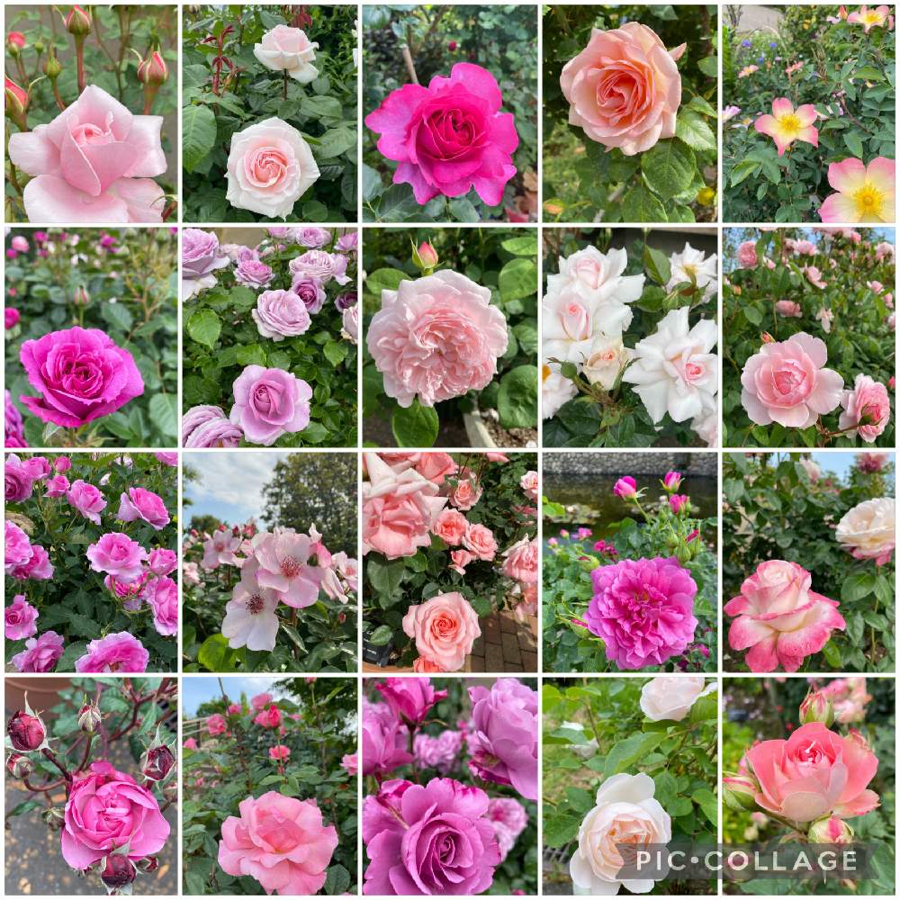 お出かけ先の画像 by nanairoFさん | お出かけ先と癒されますとピンクのバラ♪と花のある暮らしと楽しみ❣️と花が好きと花菜ガーデンローズフェア