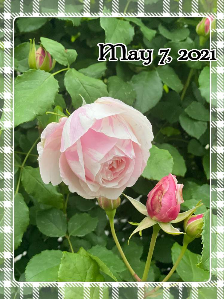 小さな庭の画像 by もみじさん | 小さな庭と薔薇 ビェドゥーと幸せとばら バラ 薔薇と薔薇愛同盟と絞りのバラとバラのある暮らしとつるバラとお家大好きとありがとうと全部GSのせいだとデルバールとバラが好きと小さな小さな庭と花のある暮らしとななちち印とおうちで自然を感じると三種の神器とオベリスク仕立てと薔薇ビェドゥー
