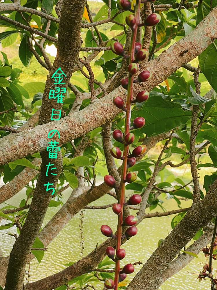 お出かけ先の画像 by ぎりぎりさん | お出かけ先とサガリバナと南国と金曜日の蕾たちとぎり金と金城ダム