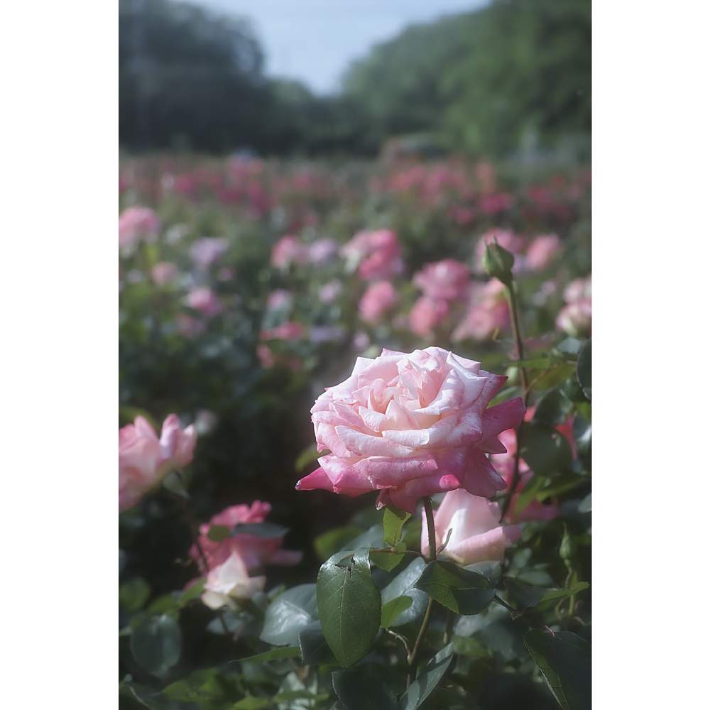 の画像 by nesoさん | ダイアナプリンセス オブ ウェールズとエレガントレディとnesoの薔薇と与野公園とローカルカメラマンかな?!(笑)とFoveonと金曜ローズショーと埼玉県さいたま市