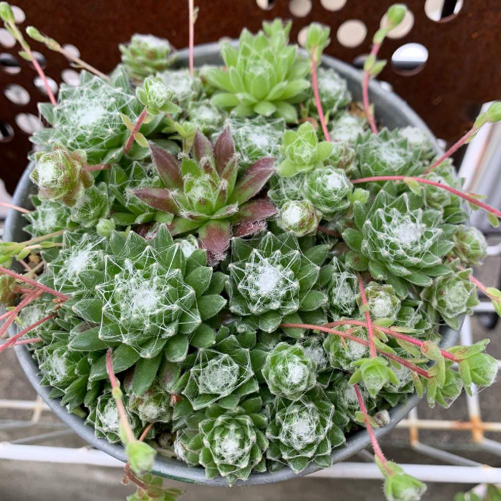 フェンスの画像 by JUSHIさん | フェンスと巻絹と多肉植物とセンペル 巻絹と多肉植物いっぱいとタニパトと多肉大好きと寄せ植えと癒しと多肉は癒しと多肉のある暮らしと雨ざらしとギューギューとセンペルビウム属と寄せ植え JUSHIと多肉バカと私の大好き空間と多肉棚とありがとうといつもいつもありがとう