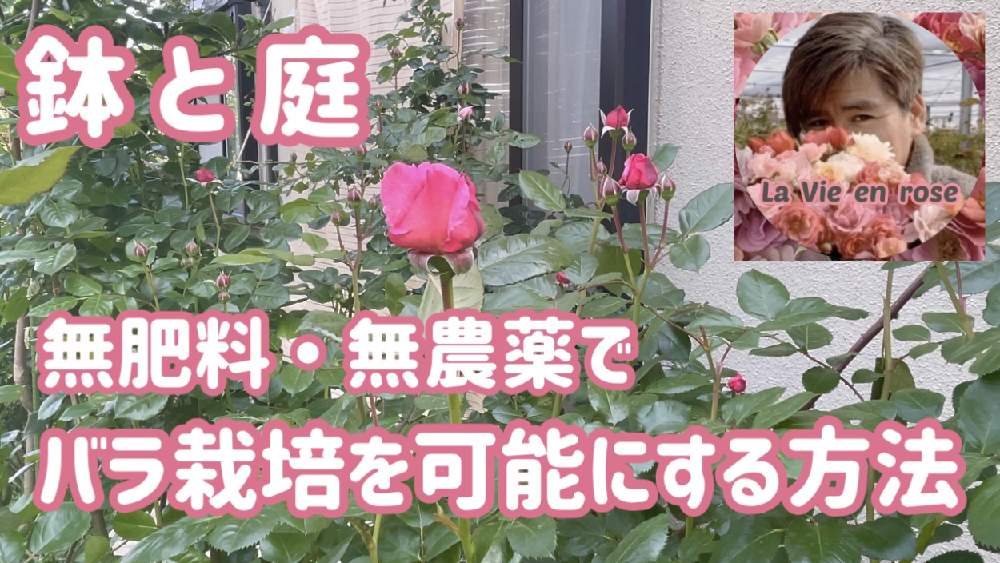 小さな庭の画像 by Rosarian Prince ラビたむさん | 小さな庭とバラ無農薬とバラ愛とばら バラ 薔薇と自然農法と薔薇愛同盟と水曜ローズショーとオーガニックローズと薔薇の育て方勉強中✏と薔薇に魅せられてと無農薬無肥料とバラの育て方とYouTuberと無農薬と薔薇の初心者教室と花のある暮らしと自然農法バラ栽培とバラ・ミニバラと薔薇大好きと無農薬 無肥料 栽培
