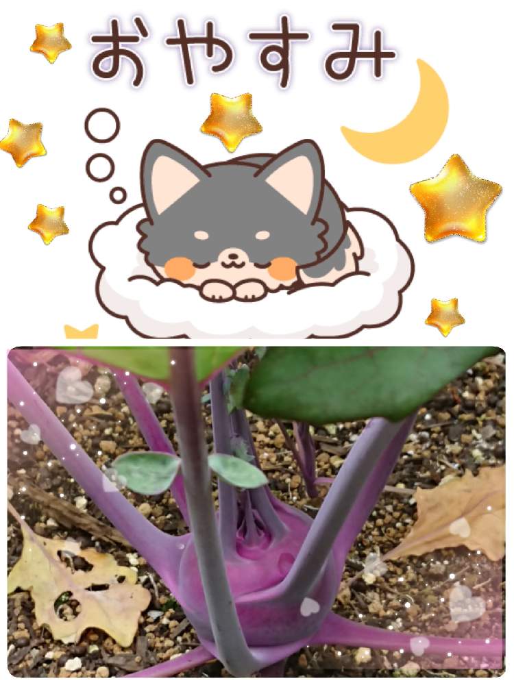 畑の画像 by 苺さん | 畑とプランターとおうち園芸とお家栽培とコールラビの栽培とお家で栽培とプランター植え