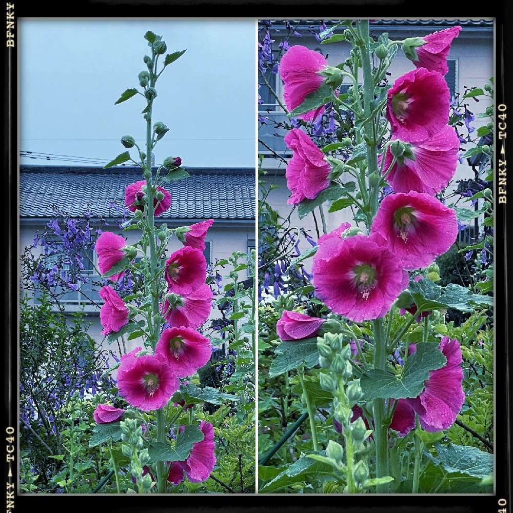 お出かけ先の画像 by Kazyanさん | お出かけ先と拡大写真画像とウスベニアオイ!と宮崎市清武町と近所の花華たちと葵薄紅色と花言葉シリーズ 和堂と薄紅葵を楽しむ 和堂