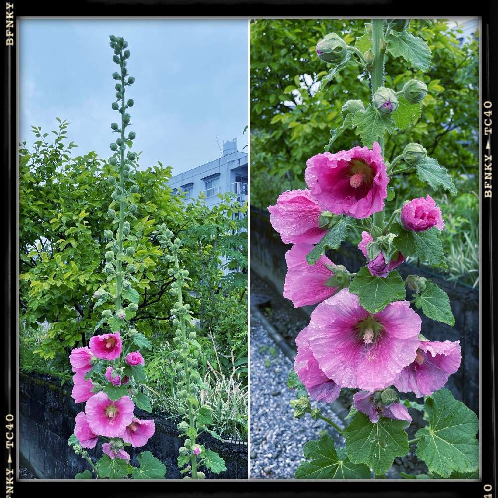 お出かけ先の画像 by Kazyanさん | お出かけ先と拡大写真画像と近所の花華たちと宮崎市清武町と薄紅葵を楽しむ 和堂と葵薄紅色と花言葉シリーズ 和堂