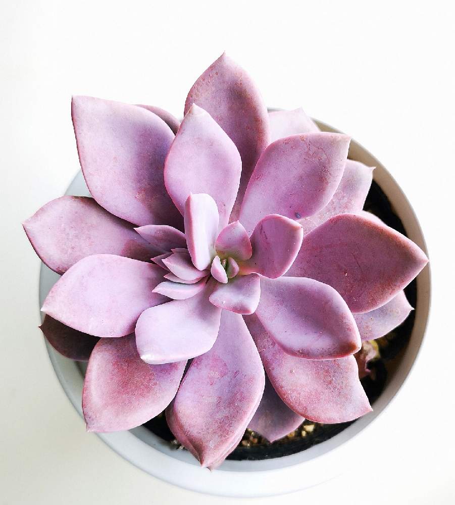 玄関の画像 by eyeさん | 玄関とGraptoveria 'Debbi'とパープルクイーンとパープルクィーンとデビーとデビー(パープルクイーン)と・パープルクィーン・と自然交配種とAbbey Garden Press and Nurseryと多肉・デビーとGraptoveria 'Debbi'とスーパービバホームとアメチスチヌム×
Echeveria spec.と⭐eye⭐グラプトベリア属とデビー グラプトベリア属とパープルクイーン(デビー)とグラプトベリア属と☆eye☆た行と10%セールと多肉おじさんの独り言と☆eye☆448と☆eye☆交配種とBob FosterとConchologyと☆eye☆は行