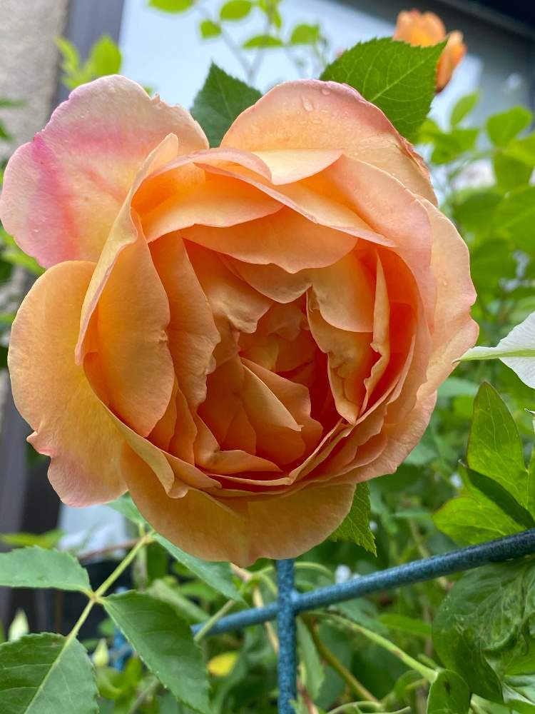 小さな庭の画像 by ゆりうすさん | 小さな庭とバラとレディオブシャーロットと薔薇愛同盟とGS映えとおうち園芸と植中毒とバラと夢CLUBときいろいお花大好き協会と成長記録と花のある暮らしと八重が好き❤︎