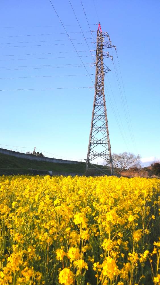 お出かけ先の画像 by 風の駅さん | お出かけ先と土曜はお空の発表会と鉄塔とスカッ晴れと通勤の途中とぶらり電動チャリと菜の花♪と土曜の土手の日