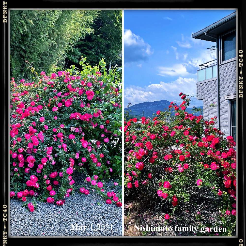 お出かけ先の画像 by Kazyanさん | お出かけ先と荒平山&丸目岳と薔薇の花と宮崎市清武町と近所の花華たちと友人宅:赤い薔薇の花と薔薇の花シリーズ 和堂と花言葉シリーズ 和堂と薔薇の花を楽しむ 和堂とバラの花言葉とバラ:薔薇シリーズ 和堂