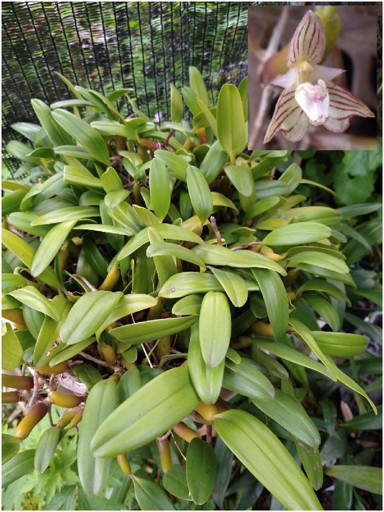 小さな庭の画像 by 阿南田零さん | 小さな庭とBulbophyllum ambrosia ‘Fukuya’とバルボフィラム アンブロシア ‘フクヤ’と春のお花と着生ランとラン科とバルボフィラムとorchidとマメヅタラン属と着生とおうち園芸と洋蘭広め隊とバルボフィラム原種とオーキッドと着生蘭と洋ランとガーデニングとバルボフィルム属と花のある暮らしと洋蘭原種とBulbophyllum属とバルボフィラム属