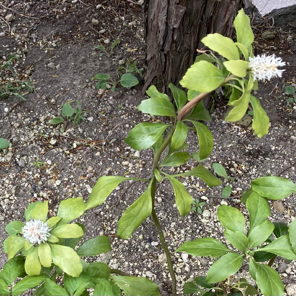 小さな庭の画像 by のえるママさん | 小さな庭とフッキソウと戸外越冬とin札幌と今日のお花とin北海道と花のある暮らしと白い花と小さな花とiPhone撮影