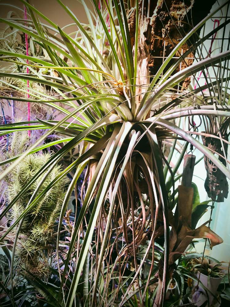 部屋の画像 by 月面旅行さん | 部屋とチランジア亜科とチランジア【エアプランツ】と植物のある暮らしとティランジア亜科とブロメリア科とおうち園芸とチランジア属とエアプランツとビザールプランツとエアープランツ/チランジア