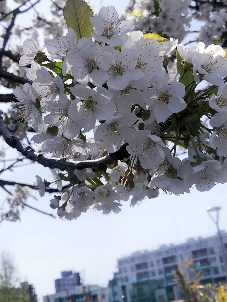 お出かけ先の画像 by まなさん | お出かけ先とミヤマザクラとさくら 桜 サクラと春ですねと札幌とやっと咲いた〜♡と『2021桜』フォトコンテスト