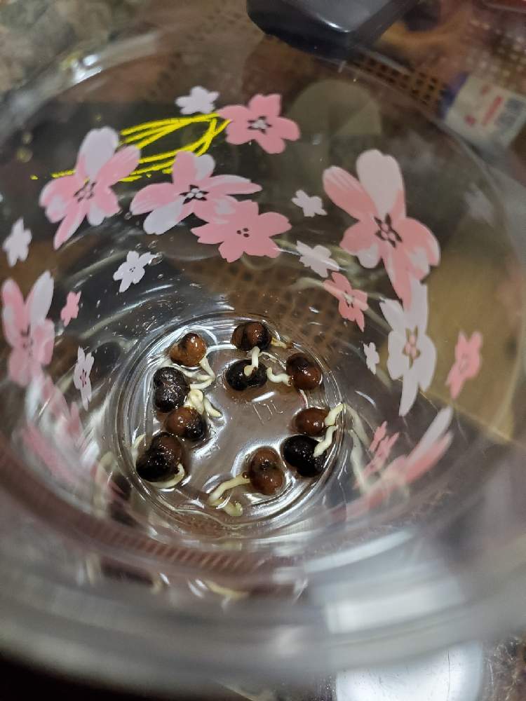 部屋の画像 by yotanationさん | 部屋とシュロとTrachycarpus fortuneiと日本と ヤシの木とremote germinationと南国とトロピカルと海を感じるガーデニングと発芽とcoldhardypalmとおしゃれとヤシとPalm treeと耐寒ヤシ