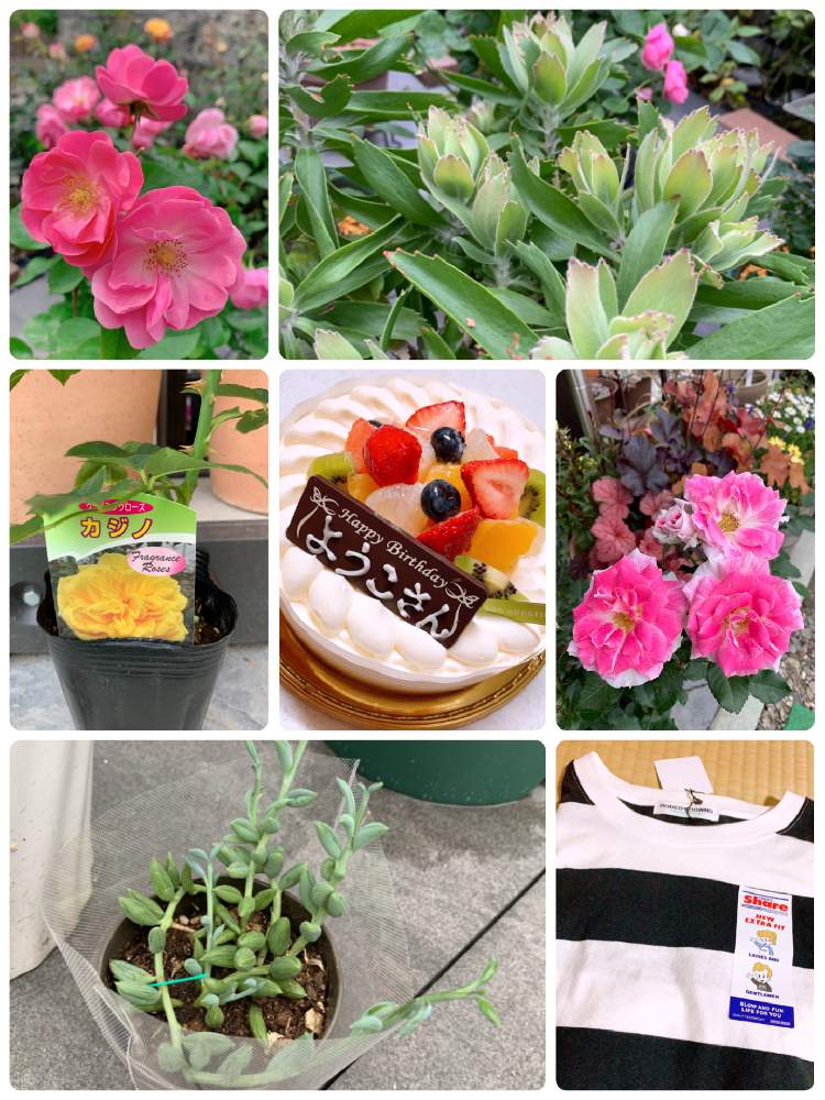 の画像 by ヨウコさん | 名前を教えて!とアーモンドネックレスとバレリーナと薔薇 バレリーナとカジノとレーゲンスベルグとつるバラ カジノとレイゼンスベルグと誕生日プレゼント