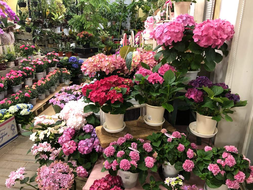 玄関の画像 by コンテナガーデントマト園芸レイク店さん | 玄関とカーネーション♡と園芸店と紫陽花 アジサイ あじさいとハイドランジア♡とアジサイ 紫陽花とトマト園芸と花のある暮らしとお店とフラワーギフトと母の日