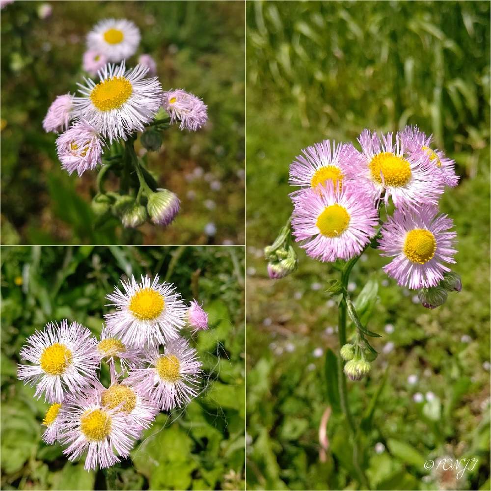 の画像 by PONJIさん | Myアルバムと3月11日を忘れない。とお気に入りと花は・花は・花は咲くと新型コロナウィルスに負けるなとチーム岐阜とがんばろう1.17と九州の皆さんにエールを♪と明日はきっと良い日になるとハルジオン 春紫苑と花のある暮らしと今日も一日お元気でと被災地にエールを…。とGSアダルトチーム