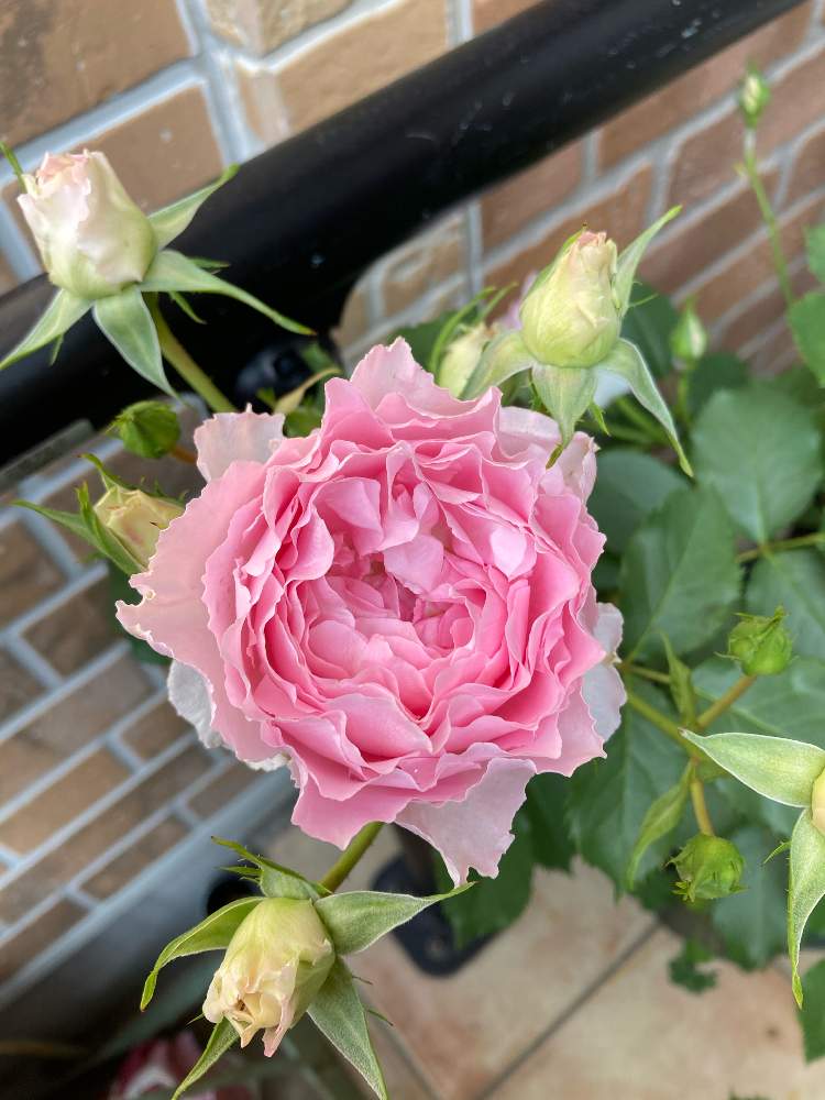 小さな庭の画像 by roiさん | 小さな庭と2021GSで薔薇園と薔薇愛同盟とありがとう♡と可愛い〜♡と一番花とげんきもらえますとHow many いい顔と癒し…♡と花のある暮らしと色がキレイ