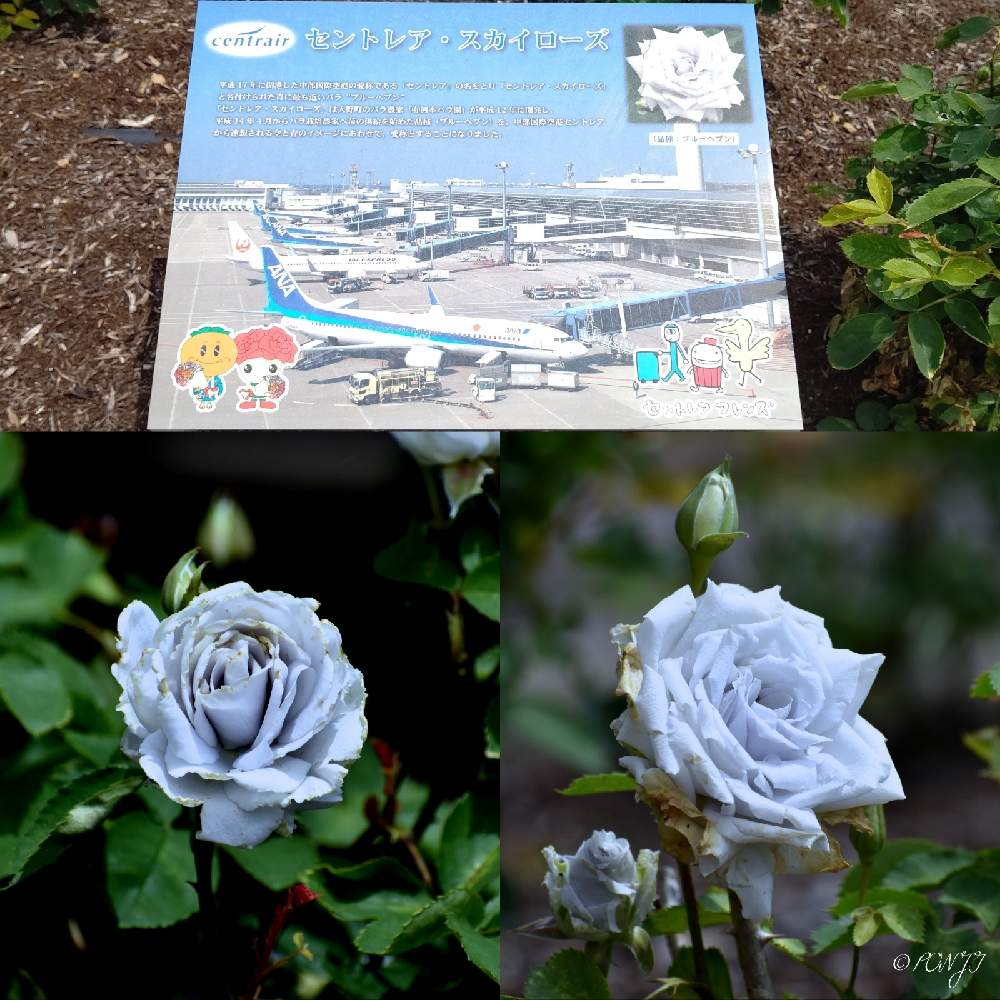 お出かけ先の画像 by PONJIさん | お出かけ先とMyアルバムとばら バラ 薔薇とお気に入りと花は・花は・花は咲くと新型コロナウィルスに負けるなとウキウキわくわく♪とチーム岐阜とがんばろう1.17と九州の皆さんにエールを♪と花のある暮らしと今日も一日お元気でと被災地にエールを…。とGSアダルトチームとばら 薔薇 バラと㊗️ピカピカさん1000picと㊗️hydrangea1112さん300picと㊗️じゅんさん3300picと明日はきっと良い日になると岐阜・大野町と岐阜大野町ばら公園