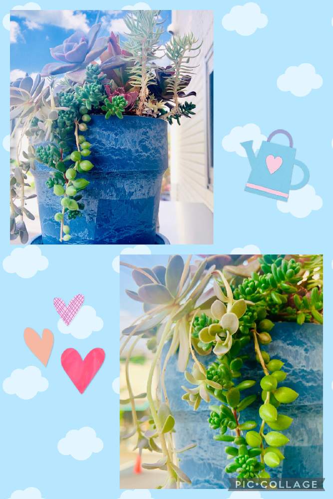 玄関の画像 by UGUISUさん | 玄関と多肉植物寄せ植え☘️とGS皆様ありがとう