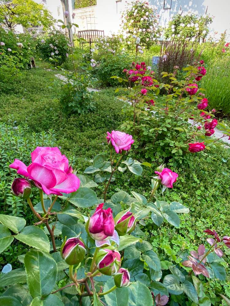 の画像 by あっこさんさん | 薔薇・パリスとばら バラ 薔薇と薔薇に魅せられてと古住居とワイルドガーデンと開花までワクワク(^O^☆♪