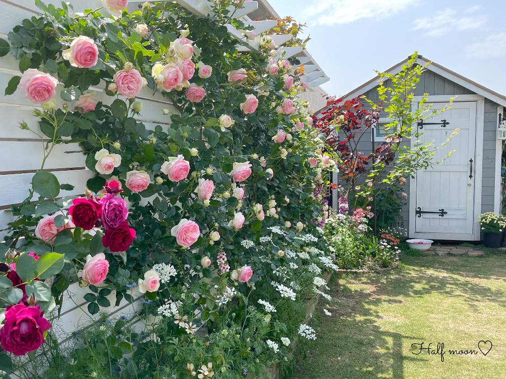 小さな庭の画像 by Half moon さん | 小さな庭と花のある暮らし♡とばら バラ 薔薇とバラ・ピエールドゥロンサールとオデュッセイア♡と薔薇のある暮らし♡と花のある暮らしとバラを楽しむと可愛い♡とマイガーデンとピエール ドゥ ロンサールとオルレア♡と自慢のバラ_2021