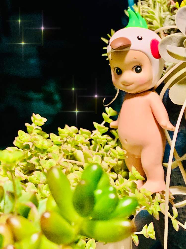 玄関の画像 by UGUISUさん | 玄関とタニラ-と多肉植物寄せ植え☘️とGS皆様ありがとう
