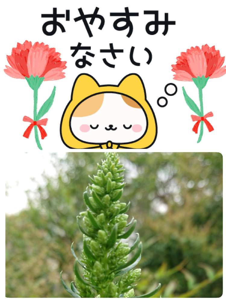 畑の画像 by 苺さん | 畑とプランターとおうち園芸とお家栽培とビーツの栽培とお家で栽培とうずまきビーツの栽培とプランター植え