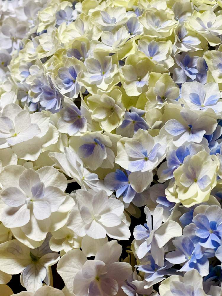 窓辺の画像 by あじさいさん | 窓辺とアジサイ ミルフィオリと嬉しいと2021年と紫陽花 アジサイ あじさいと綺麗とアジサイ ミルフィオリ♡と楽しみと鉢植えと成長記録と可愛いと新品種と塩原園芸とアジサイ大好き