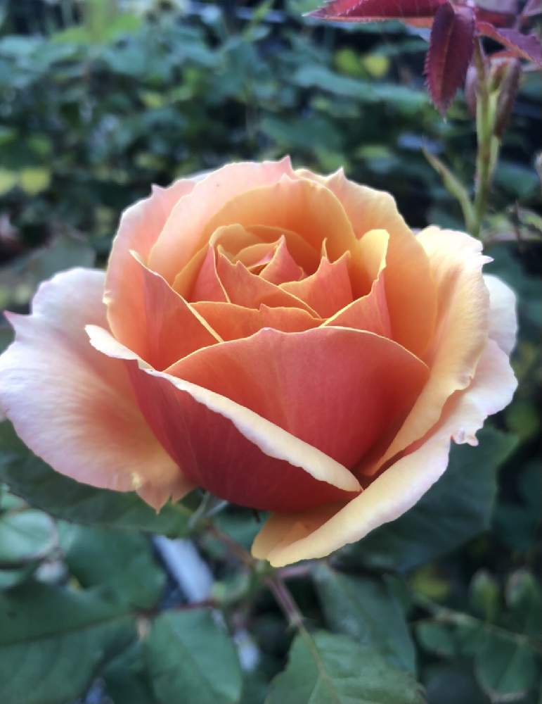 小さな庭の画像 by mutsuchiyanさん | 小さな庭と薔薇アバウトフェイスと挿木薔薇と薔薇好きと癒しと挿木のバラと愛しいとエネルギーとありがとうと鮮やか と休日のひと時とガーデニングと小さな小さな庭と花のある暮らしと薔薇♪とアバウト フェイスと頑張るばい!熊本!と薔薇の花