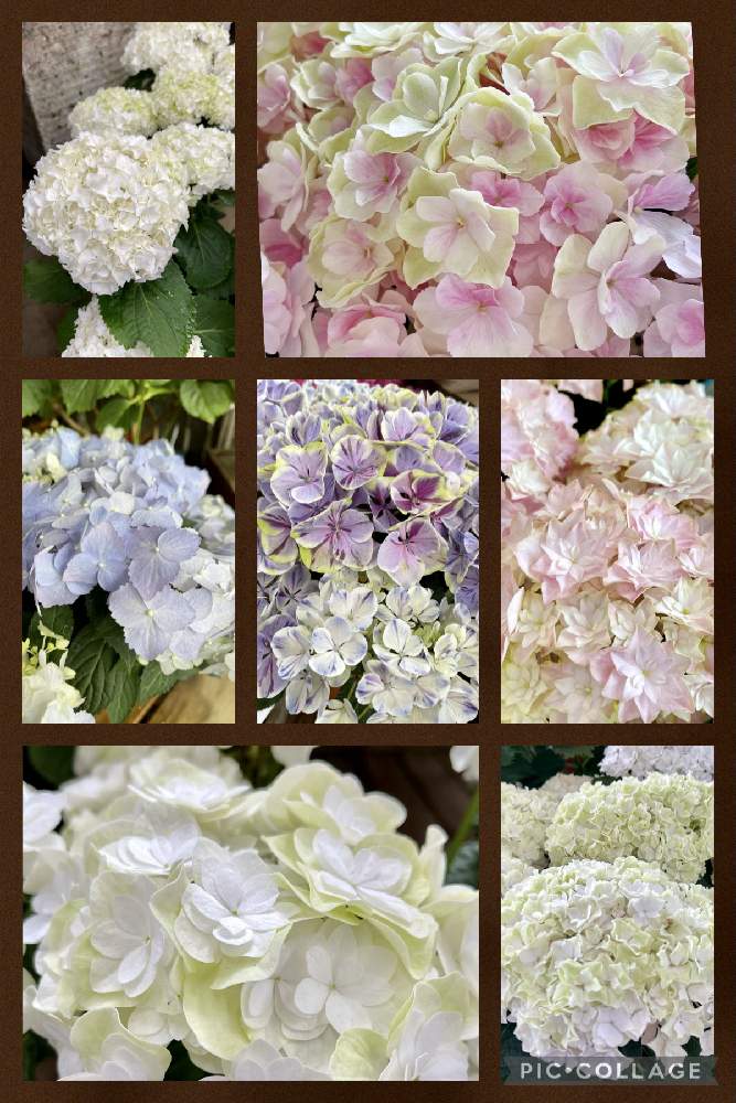 お出かけ先の画像 by あじさいさん | お出かけ先と紫陽花 あじさい アジサイと絞りと立馬の小次郎♡と紫陽花舞姫と優しい色合いと美雲✨とプリンセスクローバーと2021年と紫陽花 アジサイ あじさいと綺麗とアジサイ ミルフィオリ♡と楽しみとハイドランジア ダブルダッチ ゴーダホワイトとシャロンホワイトと成長記録と可愛いと新品種と欲しいぞとアジサイ大好き