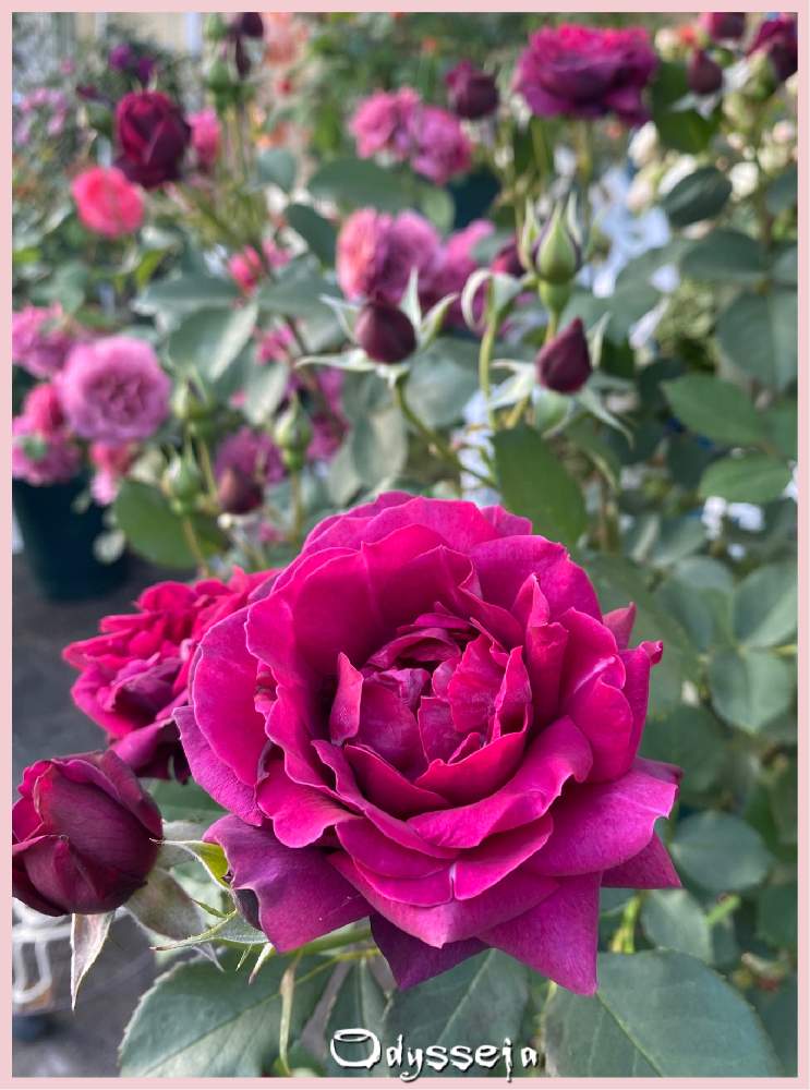 小さな庭の画像 by kuuさん | 小さな庭と薔薇を楽しむ♡といいかおり(╹◡╹)とかわいい♡と薔薇に魅せられてと手作りの庭と癒しの時間♡♡と癒し空間と豪華✨と花のある暮らしと薔薇♪とロサ オリエンティス